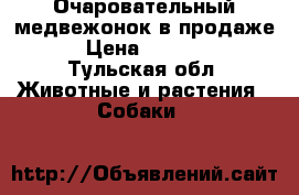 Очаровательный медвежонок в продаже. › Цена ­ 15 000 - Тульская обл. Животные и растения » Собаки   